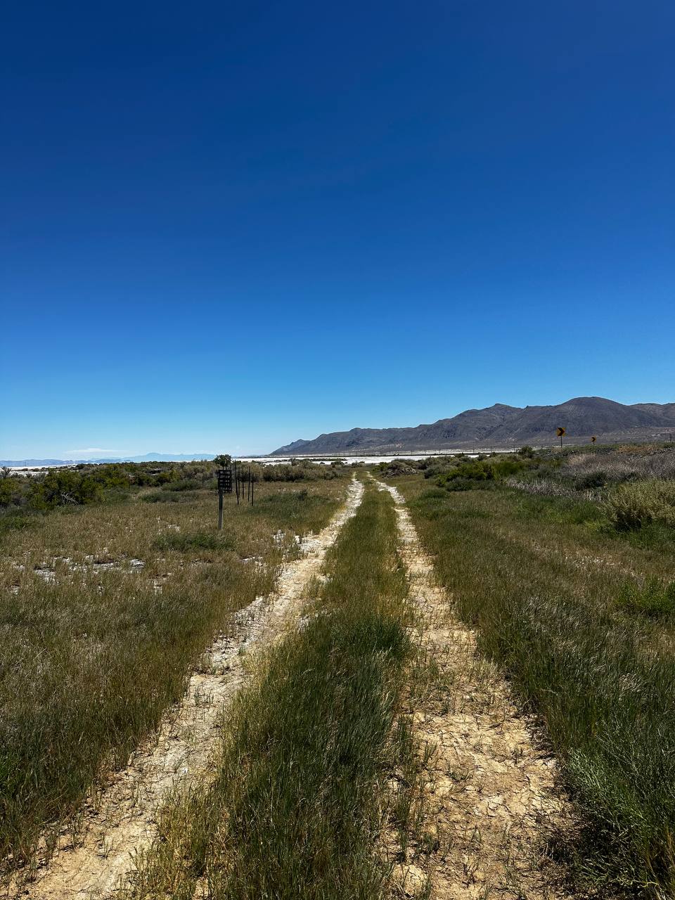 Two-track road passing through green desert vegetation toward the playa